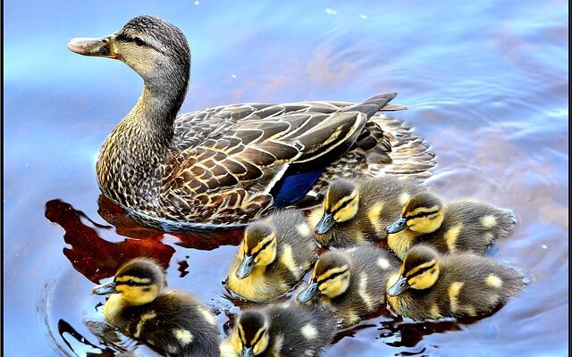 Sådan holder spåner dine høns sunde og glade